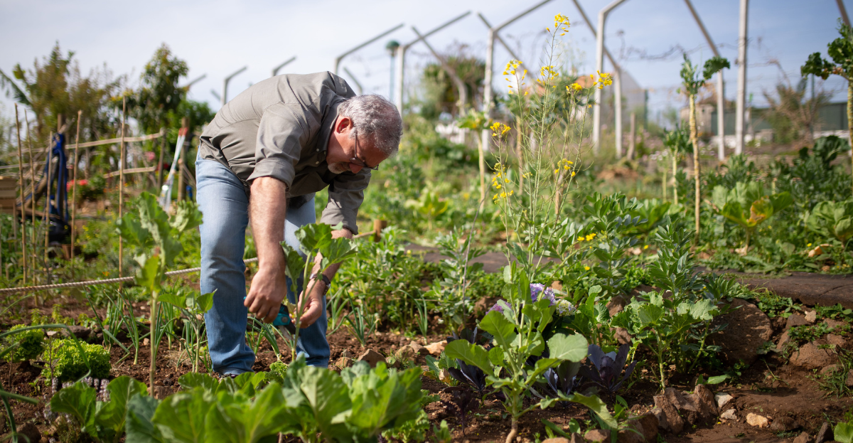 Small allotment